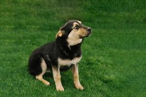 um cachorrinho adulto mestiço na coleira caminha ao ar livre foto