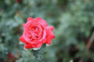 linda flor de rosas vermelhas no jardim foto