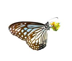 borboleta em fundo branco fácil de usar em projetos. foto