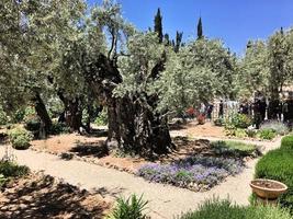 uma vista do jardim do Getsêmani em Jerusalém foto