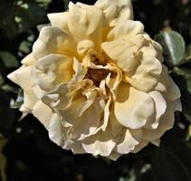 um close-up de uma rosa foto