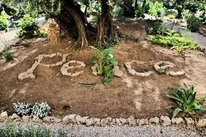 uma vista do jardim do Getsêmani em Jerusalém foto