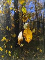 outono na floresta, folhas amarelas em uma árvore na floresta foto
