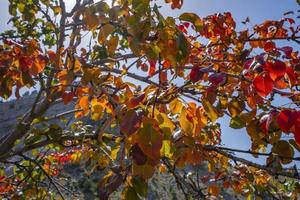 fundo de floresta de outono. árvore de cores vivas, folhagem laranja vermelha no parque outono. foto
