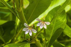 flores e plantas brancas e amarelas na floresta tropical natureza méxico. foto