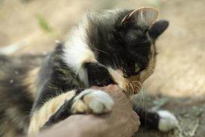 gato bonito no verão. animal de estimação no campo. bicho fofo. foto