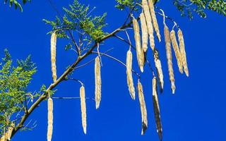 sementes de árvore moringa na árvore verde com céu azul méxico. foto