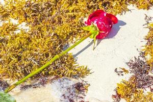 rosa e pétalas de rosa fica na praia areia água méxico. foto