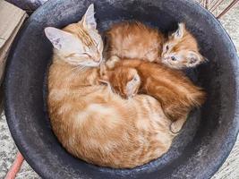 os gatos adormecem entre a mãe e seus dois filhos foto