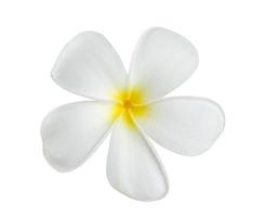 flor de frangipani branca isolada no fundo branco foto