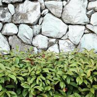 bela planta decorativa na parede de pedra foto