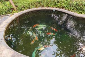 peixe koi na lagoa do jardim foto