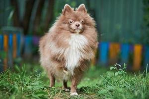 cão spitz pomeranian no jardim foto