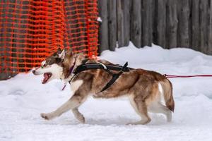 corrida de cães de trenó. equipe de cães de trenó husky no arnês corre e puxa o motorista do cão. competição de campeonato de esporte de inverno. foto