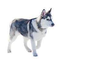 cachorrinho husky siberiano, isolado. treinamento de corrida de cães de trenó em clima frio de neve. cão de raça pura forte, bonito e rápido para trabalho em equipe com trenó. foto