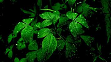 gotas de chuva em folhas verdes frescas foto