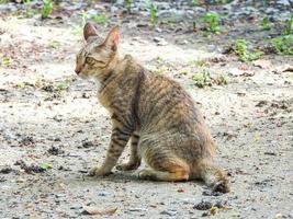 gato marrom sentado no chão foto