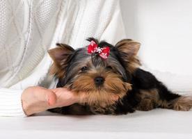 filhote de yorkshire terrier está nas mãos do proprietário. conceito de confiança de um cão para uma pessoa foto