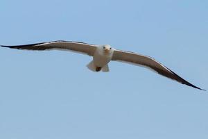 rio de janeiro, rj, brasil, 2022 - gaivotas na praia de grumari, uma das praias mais selvagens do rio de janeiro foto