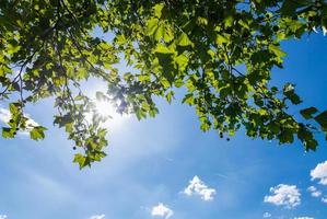 árvores verdes frescas e céu azul e nuvens foto