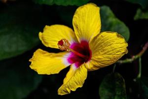 foto macro de close-up linda flor de hibisco amarelo