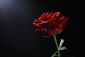 uma linda rosa vermelha em um fundo preto. close-up de uma flor rosa. foto