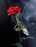 linda rosa vermelha em fumaça em um fundo preto. foto