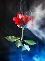 rosa vermelha, fumaça branca, fundo preto. foto