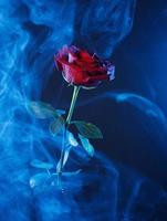 fumaça azul e uma rosa vermelha em um fundo azul. foto