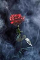 uma grande rosa vermelha na fumaça. a flor rosa. foto