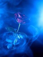 uma rosa vermelha brilha através da fumaça azul. foto