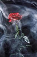 uma grande rosa vermelha na fumaça. o perfume de uma rosa. foto