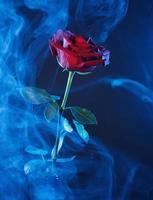 fumaça azul e uma linda rosa vermelha em um fundo azul. foto