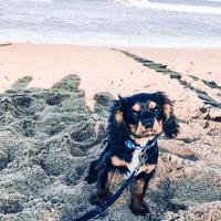 cachorro na praia foto