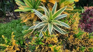 croton com folhas amarelas e dracena que parecem tão frescas depois da chuva foto