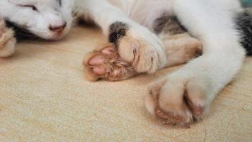 as unhas de um gatinho dormindo dormindo na cerâmica foto