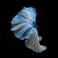 betta azul em fundo preto foto