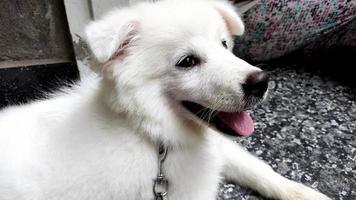 closeup de retrato de cachorrinho branco fofo, retrato de cão pastor maremma, cão pastor maremmano abruzzese. foto