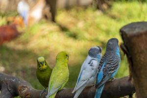 melopsittacus undulatus, periquito comendo sementes de pé sobre um fio, fundo com bokeh, lindo pássaro colorido, méxico foto