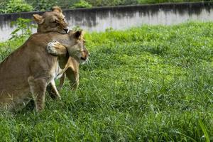 panthera leo, duas leoas brincando na grama, enquanto mordem e se abraçam com suas garras, zoológico, méxico foto