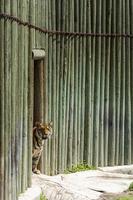 panthera tigris tigris tigre espreitando fora de seu abrigo no zoológico, méxico foto