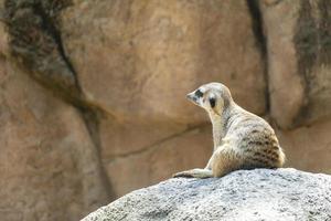 suricata, suricata suricatta, sentado em uma pedra descansando, animal peludo, méxico foto