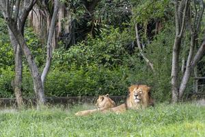 leão e leoa sentados descansando na grama, zoo méxico foto