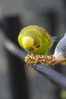 pássaro periquito comendo sementes em pé em um fio, fundo com bokeh, lindo pássaro colorido, méxico foto