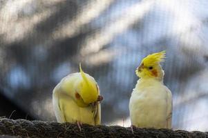 nymphicus hollandicus, pássaro colorido com bokeh ao fundo, ninfa amarela e cinza, aver lindo canto, méxico foto
