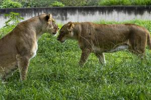 panthera leo, duas leoas brincando na grama, enquanto mordem e se abraçam com suas garras, zoológico, méxico foto