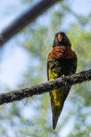 trichoglossus haematodus haematodus rainbow lori, um pássaro que tem uma combinação de cores muito bonita méxico foto