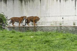 tigre de bengala, panthera tigris tigris, nadando para se refrescar, lindo grande felino, méxico, foto