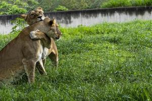 panthera leo, duas leoas brincando na grama, enquanto mordem e se abraçam com suas garras, zoológico, méxico foto