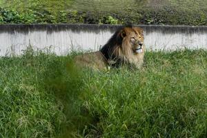 leão sentado descansando na grama, zoo guadalajara méxico foto